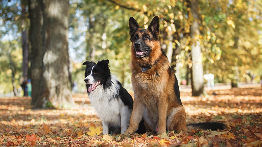 邊境牧羊犬- 德國牧羊犬-智商性格大比拼-助你選擇美麗溫馴牧羊狗